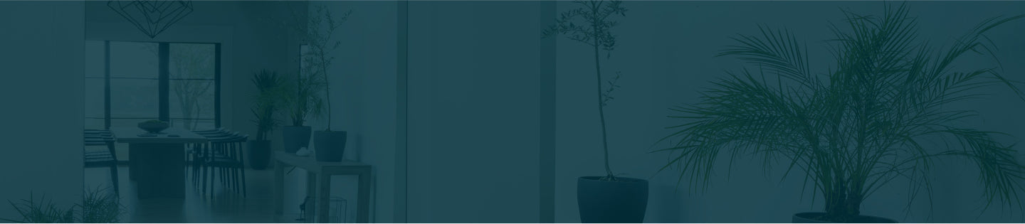 Curator High Quality Premium European Paint Newsletter 