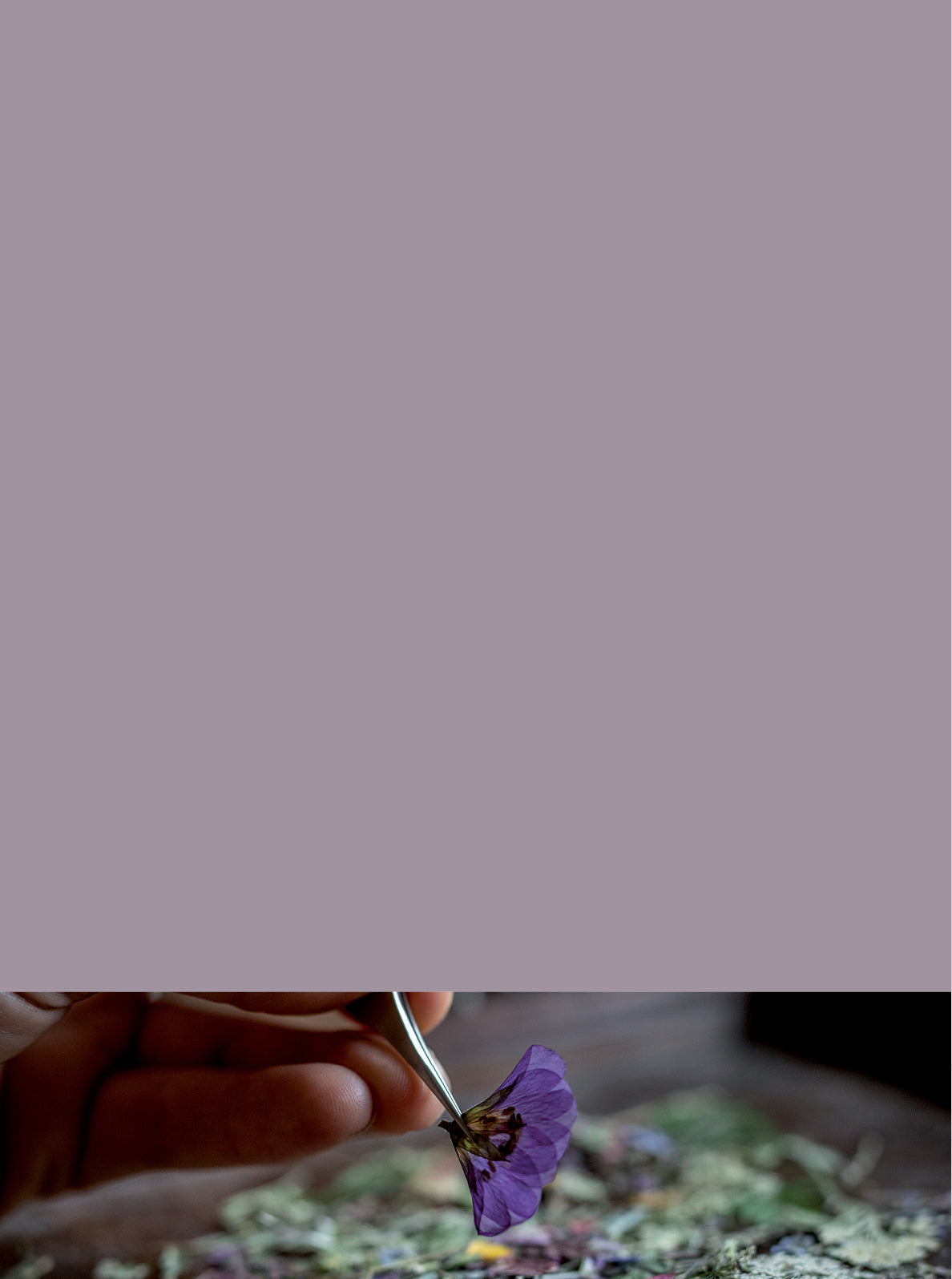 Curator High Quality Premium European Irish Netherland Paint Purple 