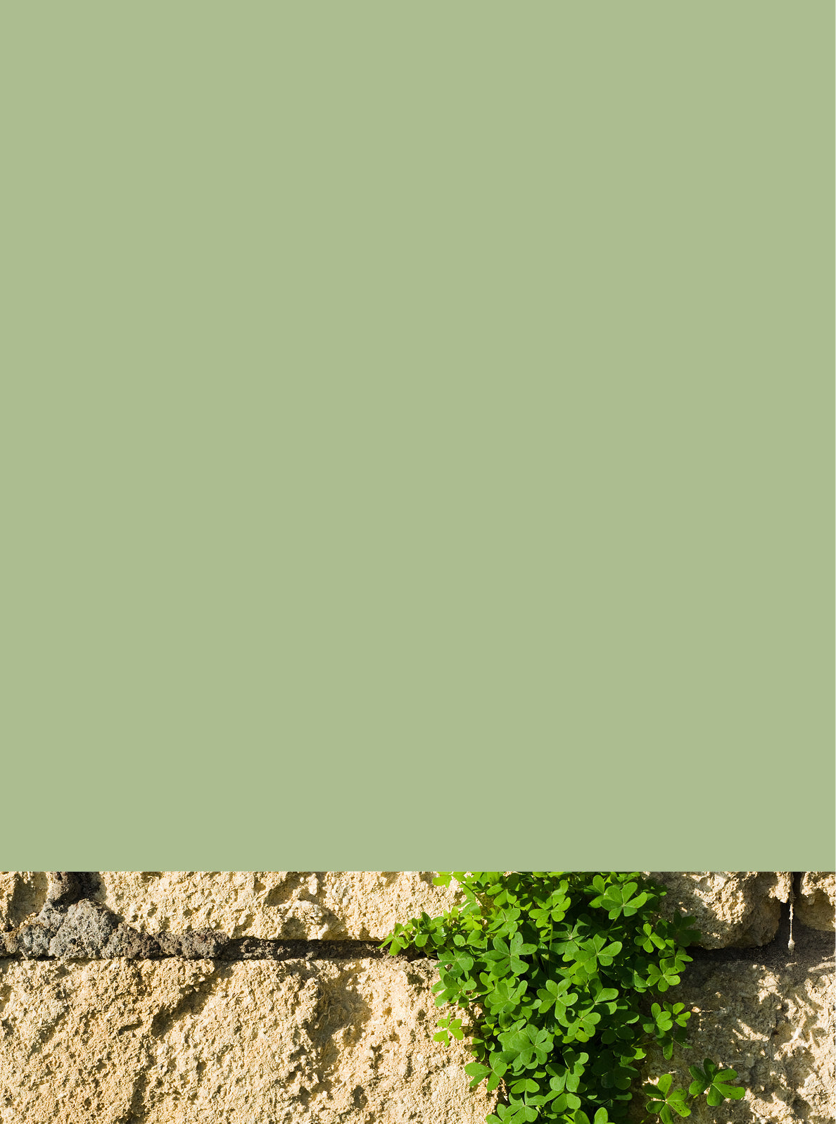 Curator High Quality Premium European Irish Netherland Paint light Green